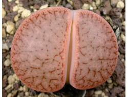 Lithops pseudotruncatella ssp.dendritica (syn.pulmonuncula) C071 (MG-1696) - 10 семян