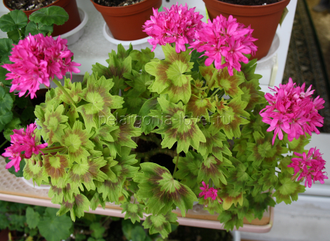 Dr.Magnusson - пеларгония  звездчатая (стеллар)  - описание сорта, фото - купить черенки почтой