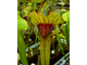 Sarracenia Lion's mouth