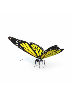 насекомые Бабочка 3