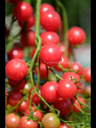 Томат Rose Quartz Multiflora (Розовый Кварц Мультифлора), 10 шт