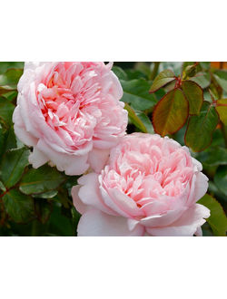 Мауриция (Mauritia)