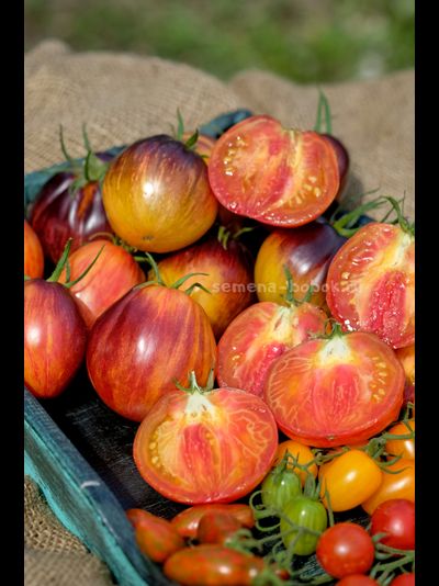 Томат Огненный Тюрбан, 10 шт