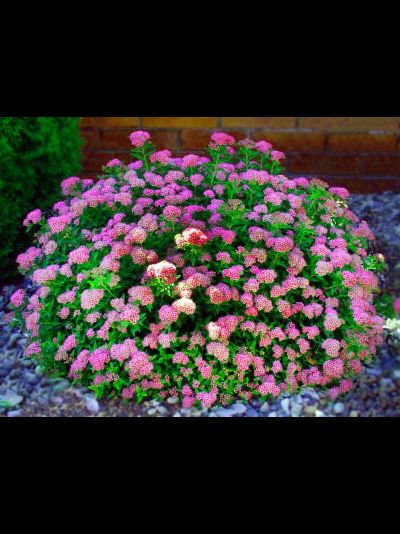 Спирея Литл Принцесс (Little Princess)