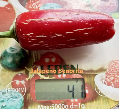 Перец острый Халапеньо Сеньорита (Jalapeno Senorita)