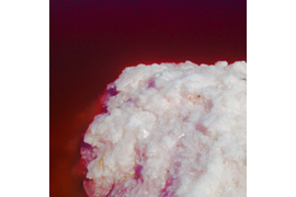 розовая вода на Сасык-Сиваш