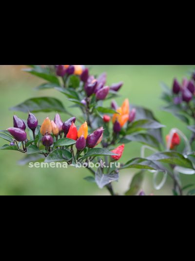 Перец острый  Bolivian Rainbow, 10 шт
