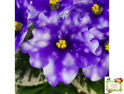 Hunter’s Andromeda (K. Muzalewski) 2023 г. (лист с деткой посажен 25.07.25)