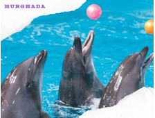DOLPHINARIUM IN HURGHADA - DOLPHIN SHOW