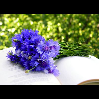 D0083 Васильки