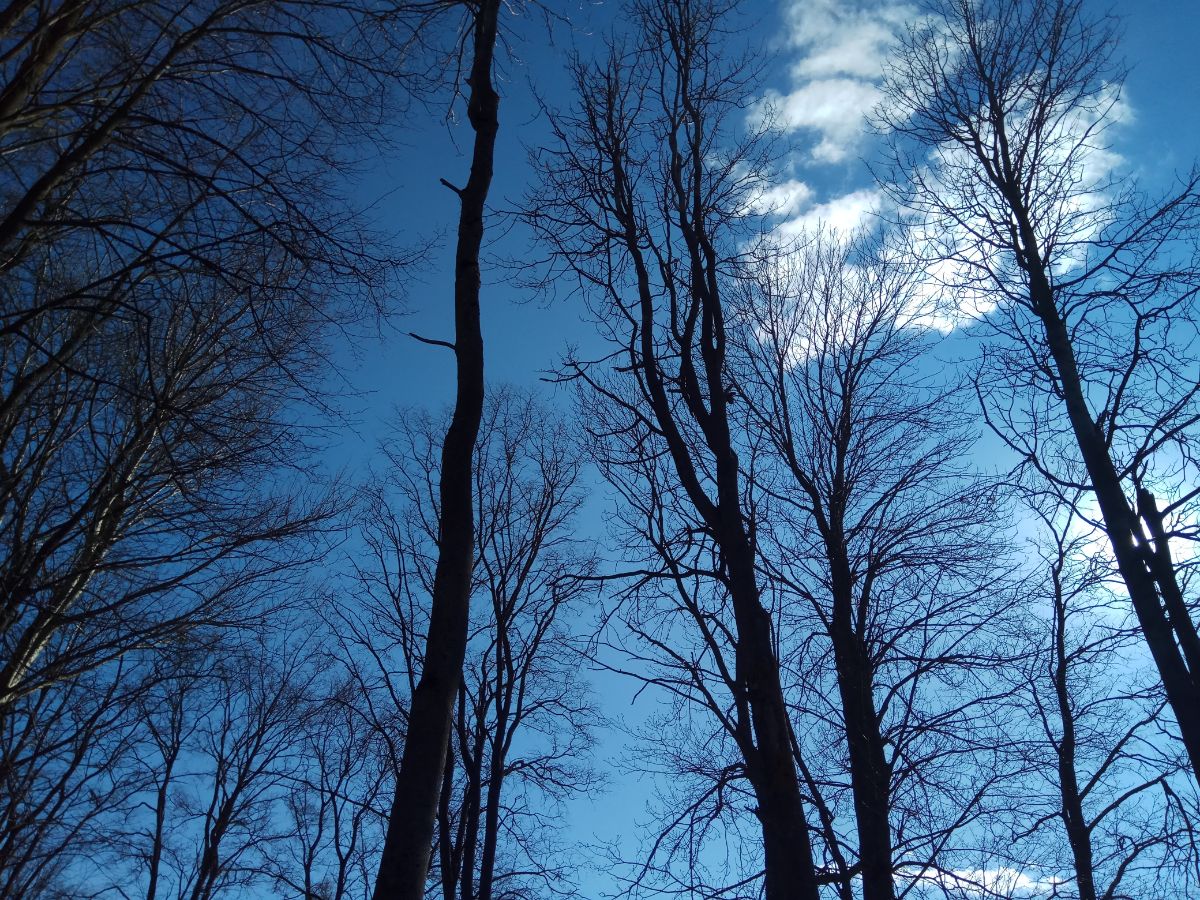 Рубка дерева при помощи клина