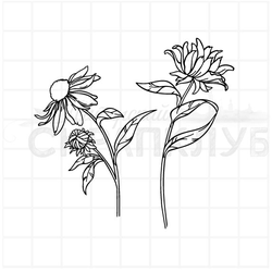 Штамп цветы эхинацеи