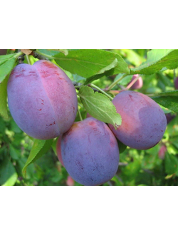 СЛИВА Конфетная (ранняя