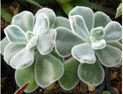 Echeveria pulvinata Frosty (2 листочка)