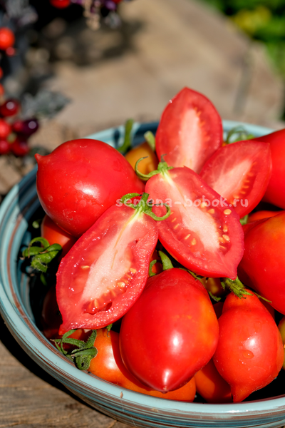 Томат Краса Кургана, 10 шт
