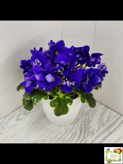 Star Wars (Baker) (пестролистный гёрл)