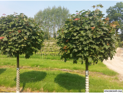 Клен остролистный Глобосум - Globosum