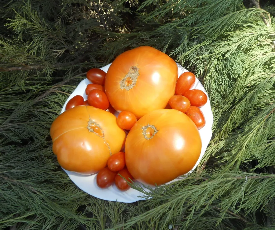 гавайский ананас