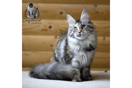 Волгоградский питомник Мейн кунов GangsterCat. Сайт: www.gangstercat.ru Тел: +7 (917) 335-09-66 (WhatsApp, Viber, Telegram), Татьяна.