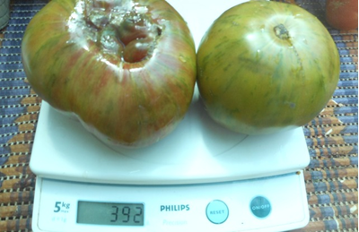 Томат Харвард сквер (Harvard Square)