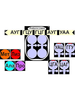 Модель-аппликация "Биосинтез белка" (ламинированная)