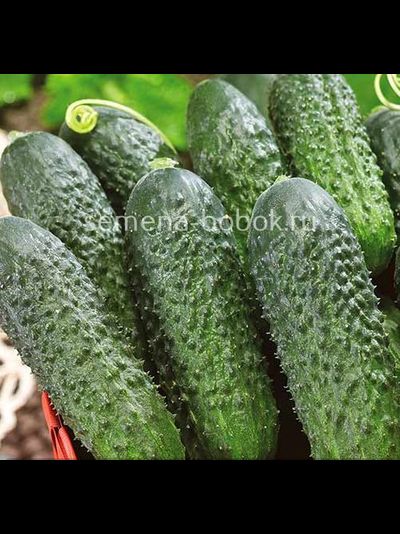 Огурец Директор  F1 (5 шт)