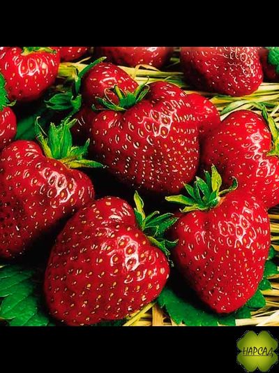 КЛУБНИКА "МОСКОВСКИЙ ДЕЛИКАТЕС" (РЕМОНТАНТНАЯ, СОЧНАЯ, ПЛОТНАЯ ЯГОДА)