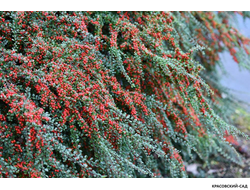 Кизильник Корал Бьюти - Coral Beauty