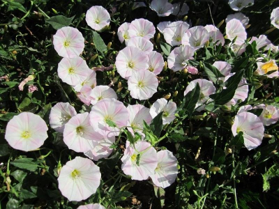 "Лист вьюнка" Силиконовый молд  (вайнер)