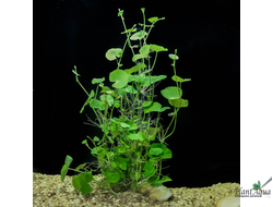 Гидрокотила белоголовая (ветка)