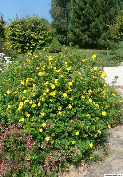 Лапчатка кустарниковая Голдфингер