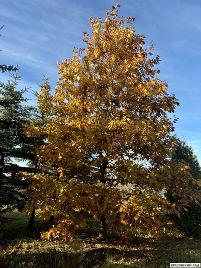 Дуб красный