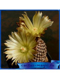 Thelocephala lembckei GM 1151
