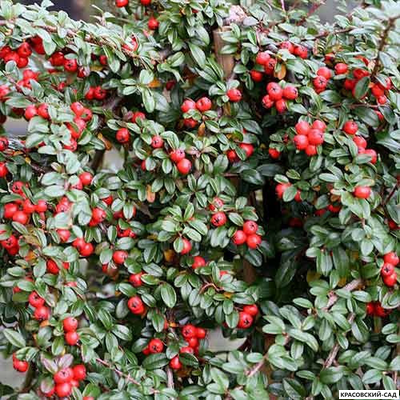 Кизильник Даммера Мэйджор - Major