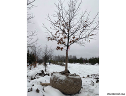 Дуб красный