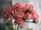 Denise (Sutarve) - пеларгония розебудная (розоцветная) - описание сорта, фото - купить черенок