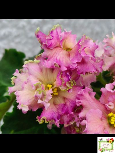 ЕК-Линжери (Е. Коршунова) 2021 г.