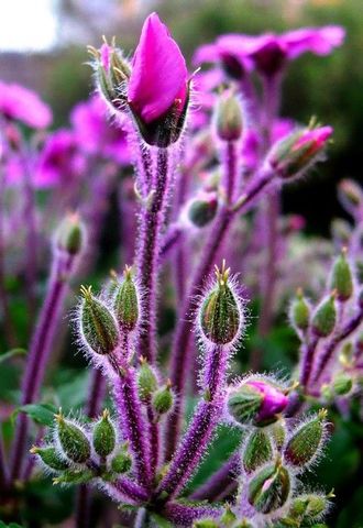 Geranium Bourbon Madagascar EO (Герань Бурбон Мадагаскар 100% эфирное масло)