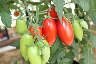 Рома оконная