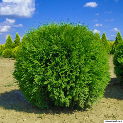 Туя Глобоза с доставкой - Красовский-Сад.рф