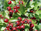 Боярышник однопестичный компакта (Crataegus monogyna)/Pa 120-140