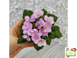 Morgan's Ivy League (C.Eros) (детка)