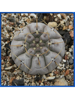 Gymnocalycium borthii ssp. nogolense VG 411/1