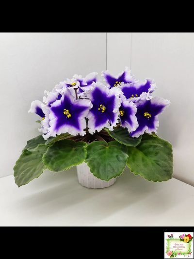 Dn-New Star (Д. Денисенко) 2019 г.