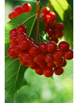 Калина сладкоплодная Таежные рубины