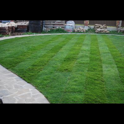 Рулонный газон "Стандарт"