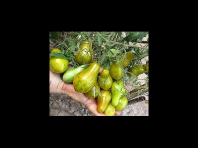 Томат Майкл Поллан (Michael Pollan)