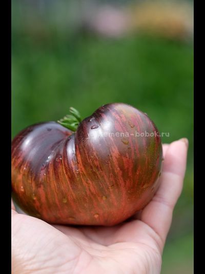 Томат Leprechaun Gosha (Лепрекон Гоша), 10 шт