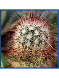 Echinocereus russanthus SB 420