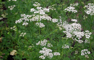 Анис обыкновенный (Pimpinella anisum) семена (5 мл) - 100% натуральное эфирное масло